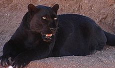 леопард-меланист, называемый чёрной пантерой
