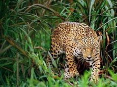 охота на леопардов