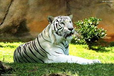 опекуном тигрицы амуры в нижегородском зоопарке  лимпопо  стал один из предпринимателей
