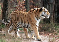 эффективный размер популяции амурских тигров в природе достиг минимума