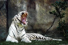 ученые собираются построить экологический коридор, чтобы спасти тигров