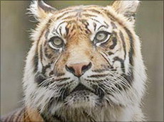 суматранский тигр