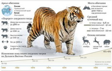 амурский тигр: самый крупній и самій редкий