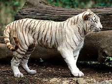 бенгальский тигр (panthera tigris tigris)