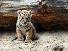 китайский зоопарк даёт возможность  оседлать  тигра
