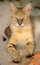 камышовый кот - felis chaus