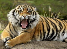 суматранский тигр