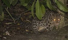 борнейский дымчатый леопард. распространение и среда обитания