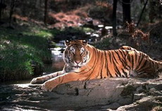 тигр. статус популяции