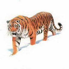 тигр. охрана в россии